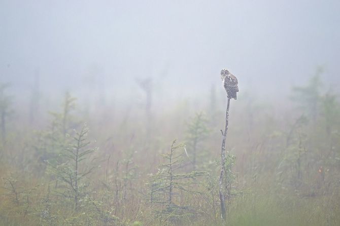 早朝、濃霧の戦場ケ原で獲物を待つフクロウ。“森の哲学者”を数年前に見た時も、霧の朝だった