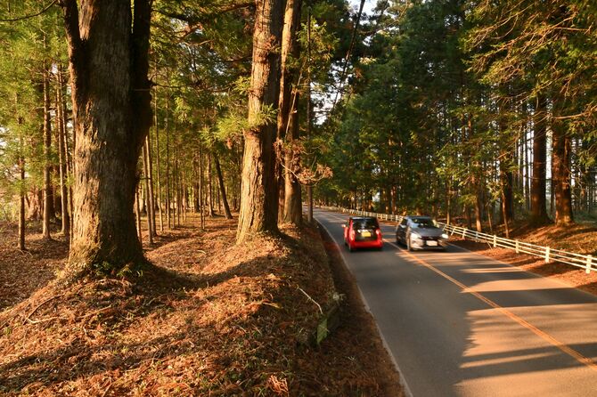 西日が当たる二重並木。かつて旅人が歩いていた会津西街道を今は車が行き来している＝４月10日午後、日光市倉ケ崎