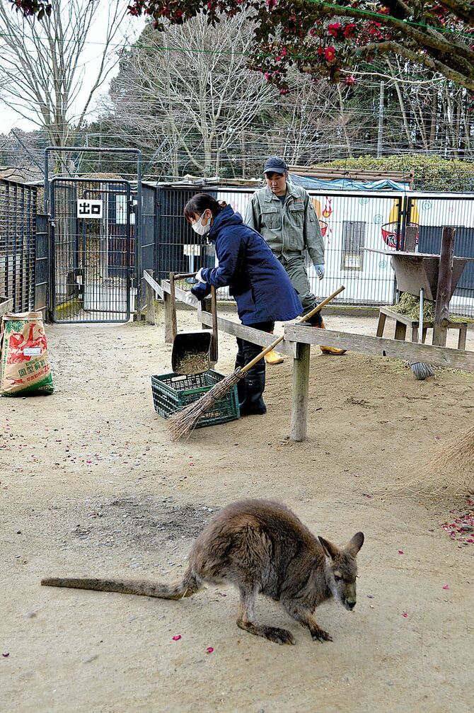 ワラビー舎の掃除