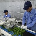 生産量日本一奪還へ、ニラの下葉処理など自動化　宇都宮のスズテックが新商品