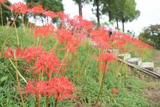 参道を赤く染めるヒガンバナ　大田原・妙徳寺で見頃