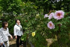 那須塩原の古刹に広がる極彩色、大輪のボタンや新緑が「まばゆい景色」　3…