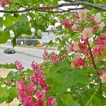 新緑のトンネル　ベニバナトチノキの花見頃、県のシンボル共演　宇都宮