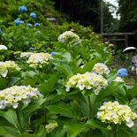 県内屈指の名所「あじさい坂」参道彩り半世紀　地域への人々の思い開花