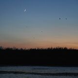 人と自然が うまく共存　ラムサール湿地、貴重な動植物の宝庫　三日月の下水鳥舞う渡良瀬遊水池