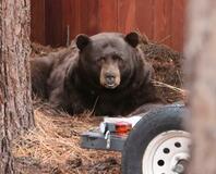【クマ被害】カリフォルニアでも出没増加