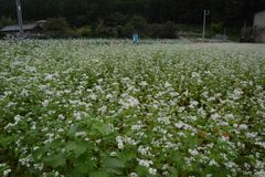 里山に秋の訪れを告げるソバの花　佐野