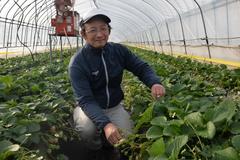 ＜162＞　甘みが一番乗る季節　ＪＡかみつがのとちおとめ