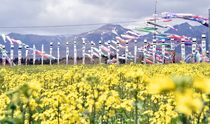 こいのぼり500匹 那須連山を背景に
