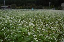 里山に秋の訪れを告げるソバの花　佐野