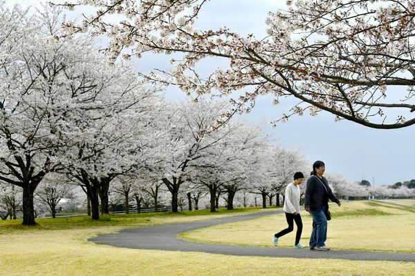 満開となった氏家ゆうゆうパークの桜