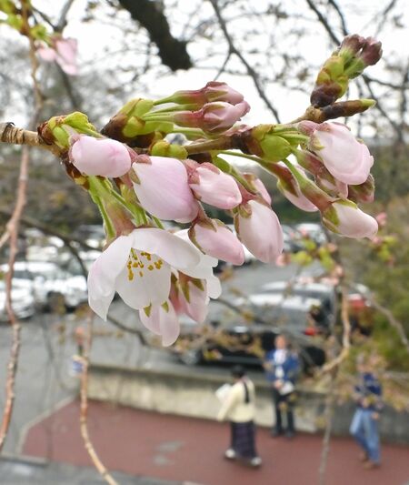 つぼみが開き始めた宇都宮地方気象台のソメイヨシノの標本木=28日午前10時20分、宇都宮市明保野町
