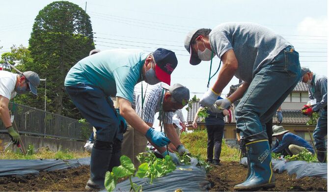 男前クラブで行われたサツマイモの定植
