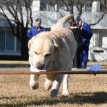 クンクンにおい探知、容疑者制圧も　警察犬の審査会で35頭と13人が訓練…