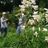 下野・児山城址に白い大輪　「山ユリ観賞会」始まる