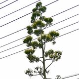 貴重な姿、頭上はるか　栃木で数十年に１度咲く「アガベ」開花　全長は…