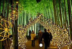 幻想的な光に包まれた竹林　宇都宮・若山農場で冬季特別ライトアップ