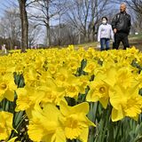 ラッパスイセン、那須塩原で次々開花　春色に染まる東那須野公園