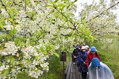 日光でズミ満開