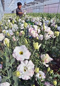 トルコギキョウ出荷　足利