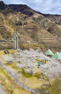 足尾の山々彩る桜満開　日光