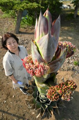 花が咲いたアガベと間舘さん
