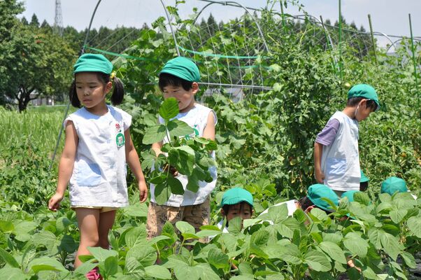 雑草取りなど農園を手入れする園児
