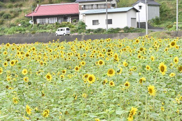 咲き誇る季節外れのヒマワリ