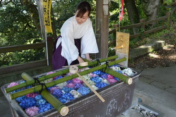 色とりどりのアジサイが水盤を彩る花手水