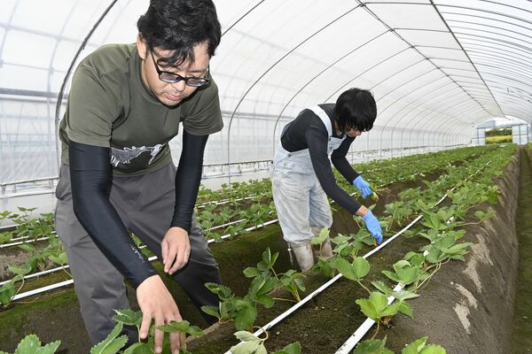 ５年前の台風被害を乗り越え、イチゴの苗の生育状況を確認する高島さん（左）と妻の明日香さん＝４日、佐野市