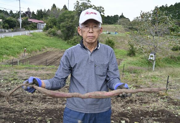 茂木のサツマイモ