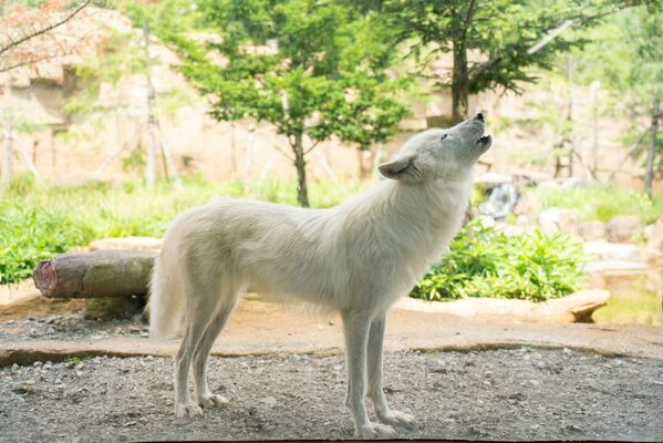 死んだホッキョクオオカミの「アザリー」＝２０２３年７月（那須どうぶつ王国提供）