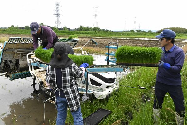 夢ささらの田植え作業