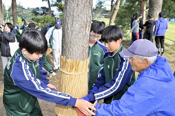 侍塚古墳の松のこも巻きを行う子どもら＝２３日午前８時５０分、大田原市湯津上、近藤文則撮影