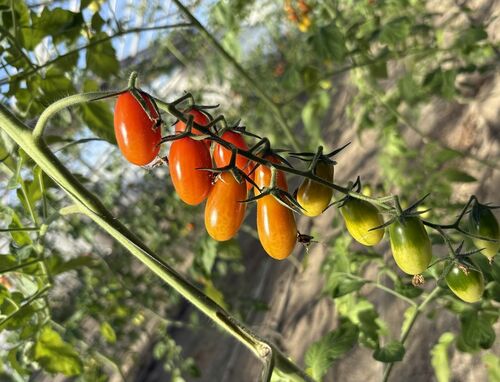 ヒロインの「マイ」はトマト農家