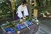 色とりどりのアジサイが水盤を彩る花手水