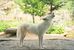 死んだホッキョクオオカミの「アザリー」＝２０２３年７月（那須どうぶつ王国提供）