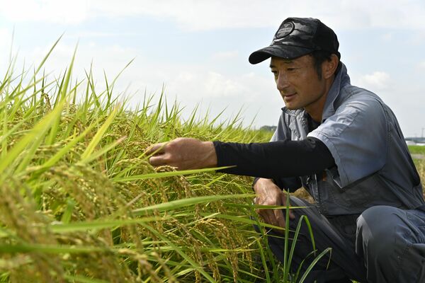 コメの生育状況を確認する菊内さん＝25日午前、芳賀町与能