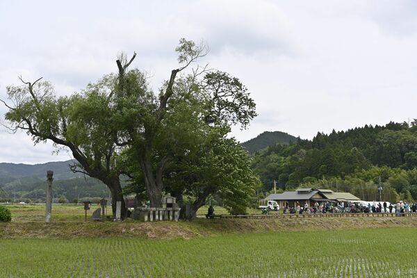 芭蕉も見て一句詠んだ「遊行柳」
