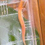 「まるで金魚」珍しいドジョウを発見　宇都宮の羽黒寿司で不思議な出合い