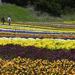 「日光花いちもんめ」でビオラ見頃　GWが最盛期　壮観６万株14色咲き誇る