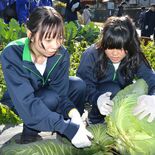 馬頭高生が「超大球キャベツ」収穫　最大６・１キロ　給食用に那珂川町へ贈呈