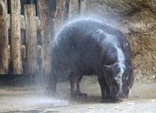 暑さを水でカバー