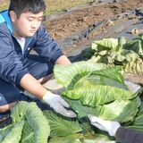 巨大キャベツ、給食にどうぞ　馬頭高３年生が寄贈