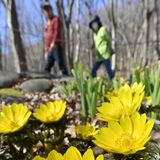 ぽかぽか陽気に春めく野山　栃木・みかも山でフクジュソウ見頃