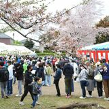花吹雪の中、交流深める　鹿沼の東部台さくらまつり