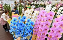 コチョウラン出荷大忙し　宇都宮