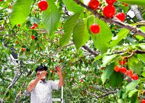 鹿沼でサクランボが収穫期迎える