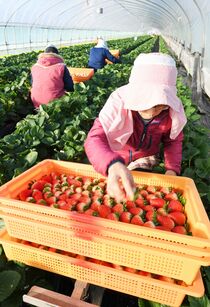 とちあいか出荷