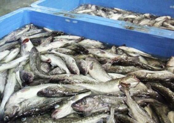 　水揚げされたマダラ